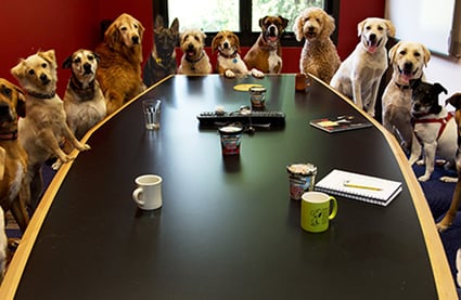 dogoffice